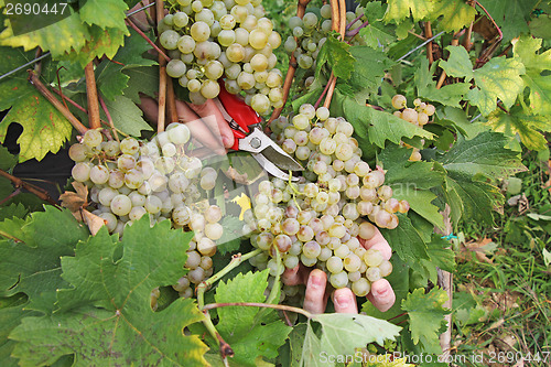 Image of Cutting grapes