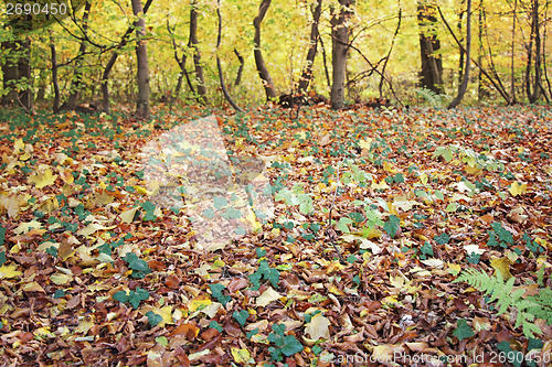 Image of Autumn in the forest