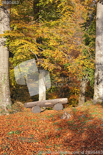 Image of Bench in the woods