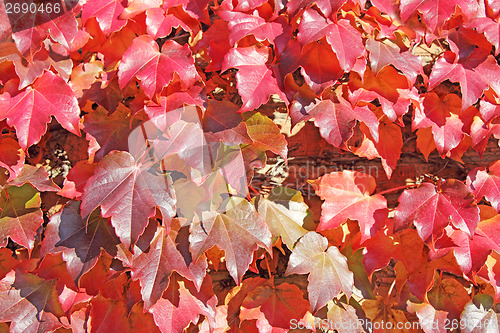 Image of Autumn Leaves background