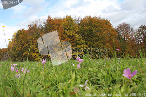 Image of Crocus field