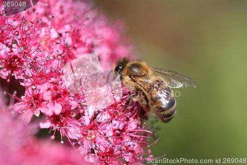 Image of Little bee