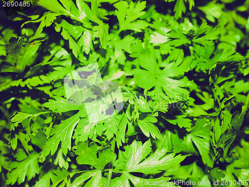 Image of Retro look Parsley picture