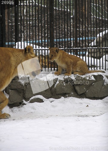 Image of Lioness and lion baby