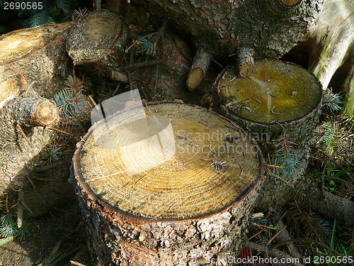 Image of Stump