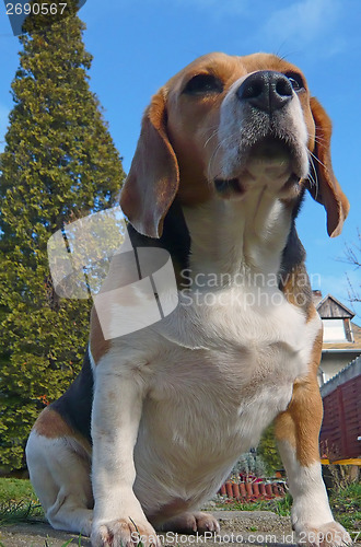 Image of Beagle