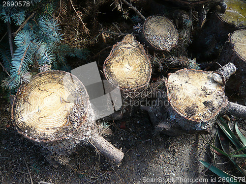 Image of Stump