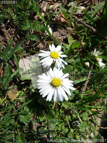 Image of Spring in Garden