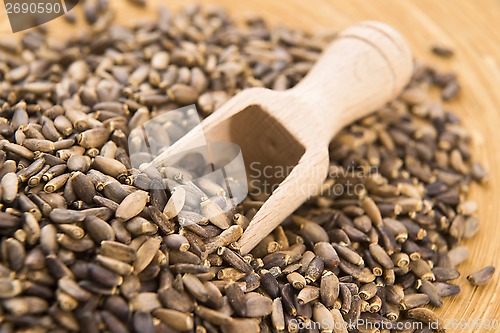 Image of Seeds of a milk thistle (Silybum marianum, Scotch Thistle, Maria