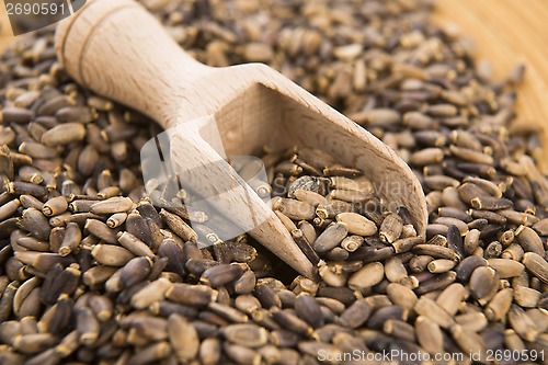 Image of Seeds of a milk thistle (Silybum marianum, Scotch Thistle, Maria