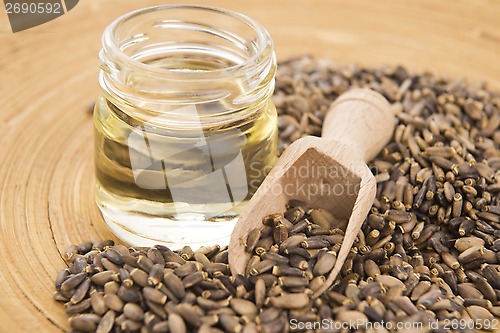 Image of Seeds of a milk thistle (Silybum marianum, Scotch Thistle, Maria