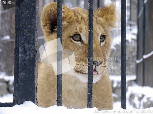 Image of Lion baby