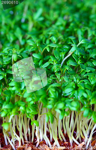 Image of Growing salad mustard cress