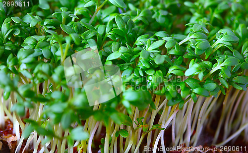 Image of 	Growing salad mustard cress