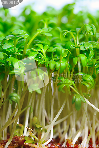 Image of Growing salad mustard cress