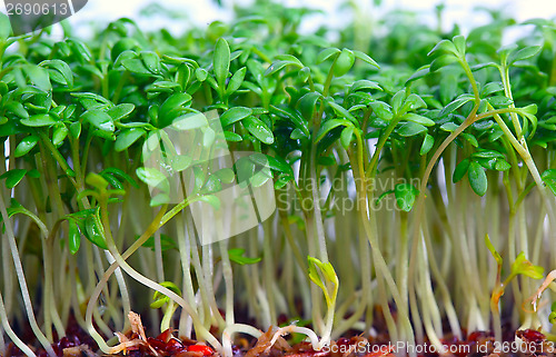 Image of Growing salad mustard cress