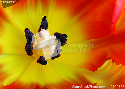 Image of Detailed image of tulip