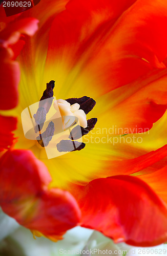 Image of 	detailed image of tulip