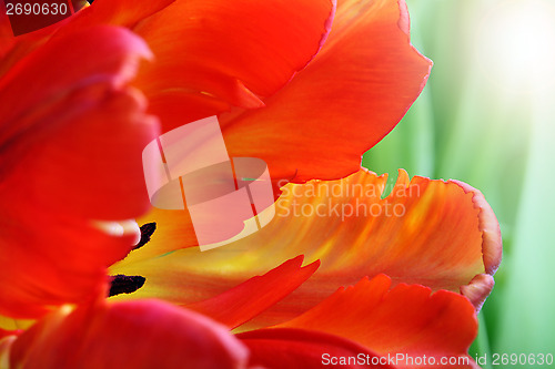 Image of Detailed image of tulip