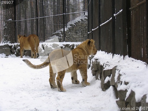 Image of Lion baby on the snow