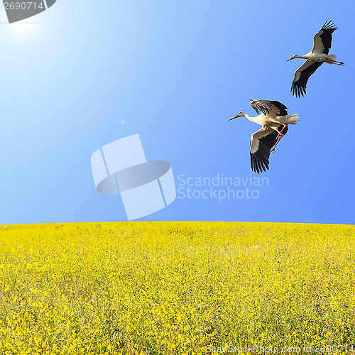 Image of Storks couple flying over the yellow spring flowering meadow