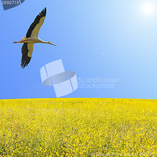 Image of Alone stork fly in clear blue sky over spring flowering yellow f