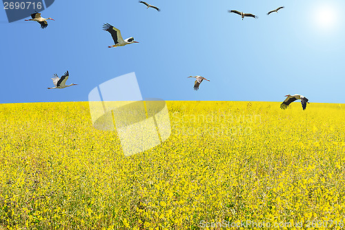 Image of Flock of white storks migrating at spring over flowering meadow