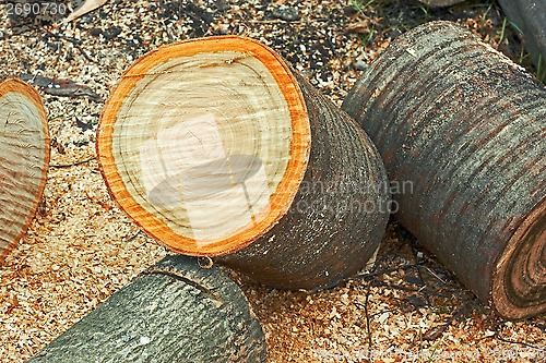 Image of Heap of dried firewood cutting logs