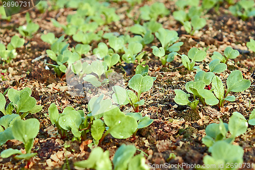 Image of Young green radish plants