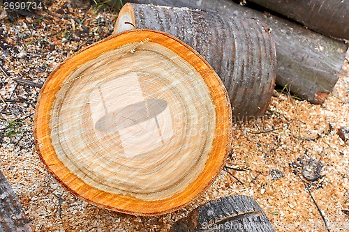 Image of Heap of firewood cutting logs