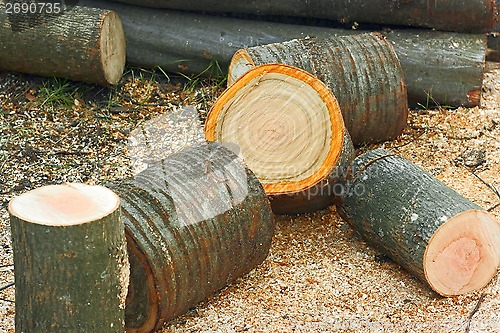 Image of Firewood cutting logs