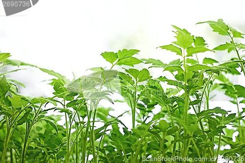 Image of Young green tomatoes plants