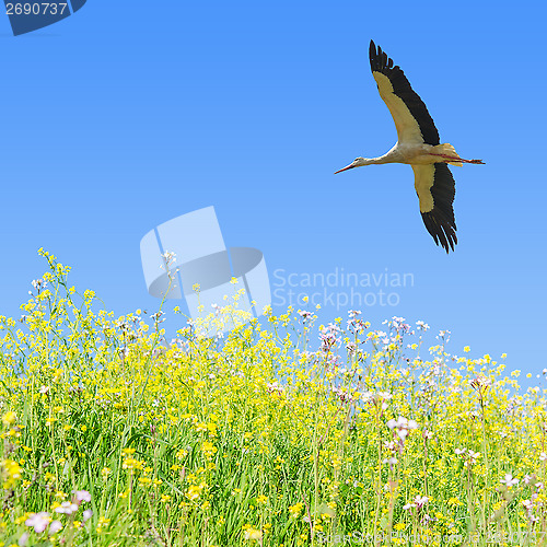 Image of White stork flying in clear blue sky over the spring flowering f