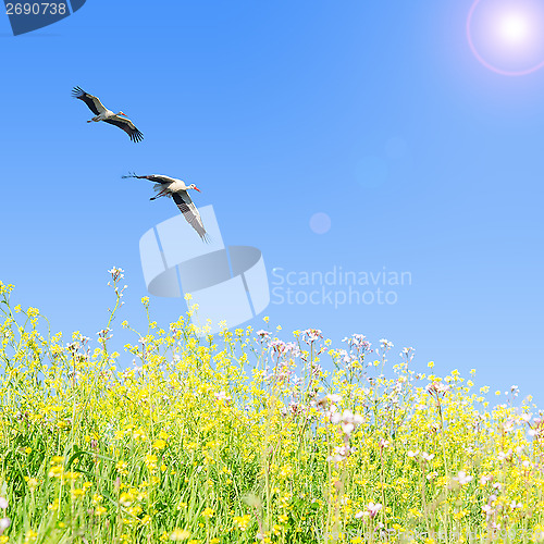 Image of White storks couple fly together against clear blue sky
