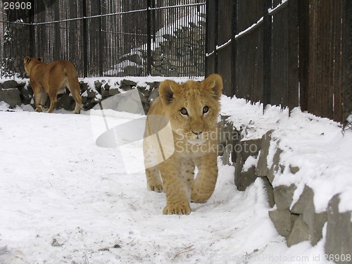 Image of Lion baby on the snow