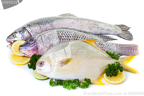 Image of Fresh Fish