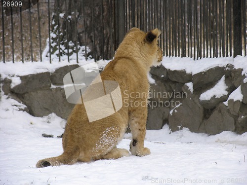 Image of Lion baby