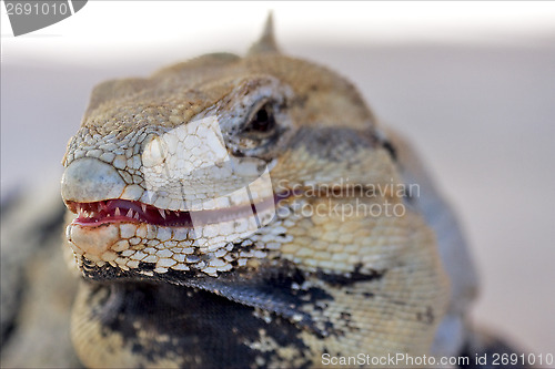 Image of fear side of Varanus   mexico  