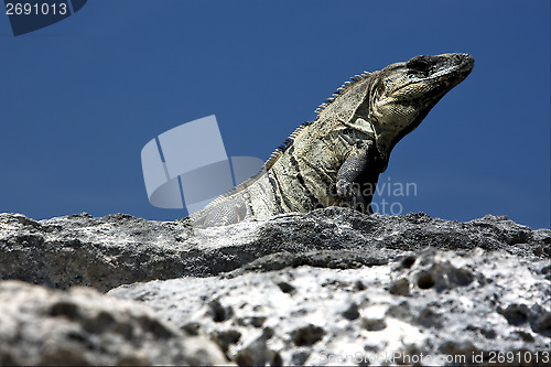 Image of side  Varanus   in sand mexico tulum