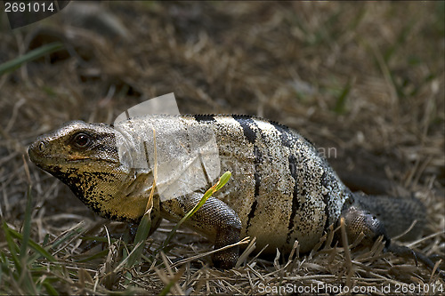 Image of  Varanus   in sand mexico tulum