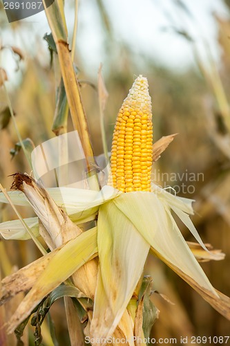 Image of Corn on the cob in an agricultural field