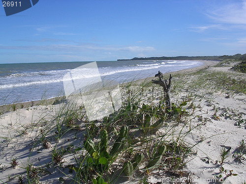 Image of plants on the sand of the beach