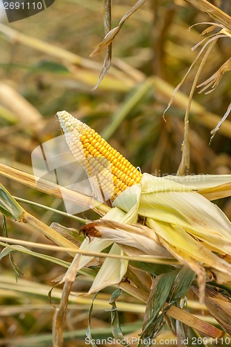 Image of Corn on the cob in an agricultural field