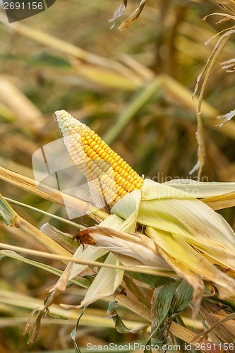 Image of Corn on the cob in an agricultural field