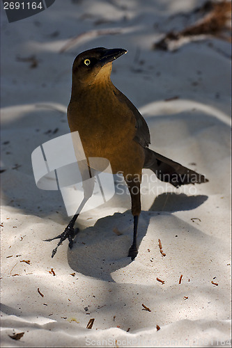 Image of tulum front sparrow whit gold eye   sand mexico 