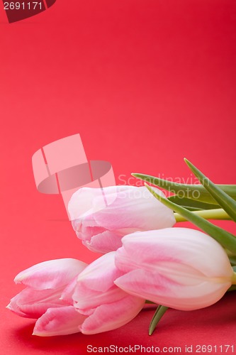 Image of Spring background of dainty pink tulips