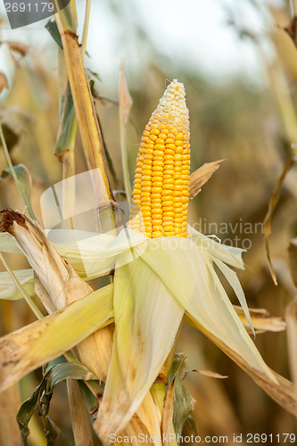 Image of Corn on the cob in an agricultural field