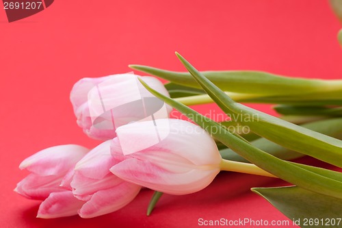 Image of Spring background of dainty pink tulips