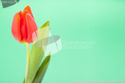 Image of Beautiful fresh red tulips for a loved one