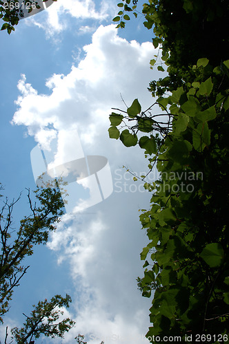 Image of The wall from grapes